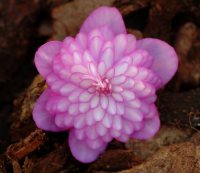 Fully double mid pink with nicely stacked petals